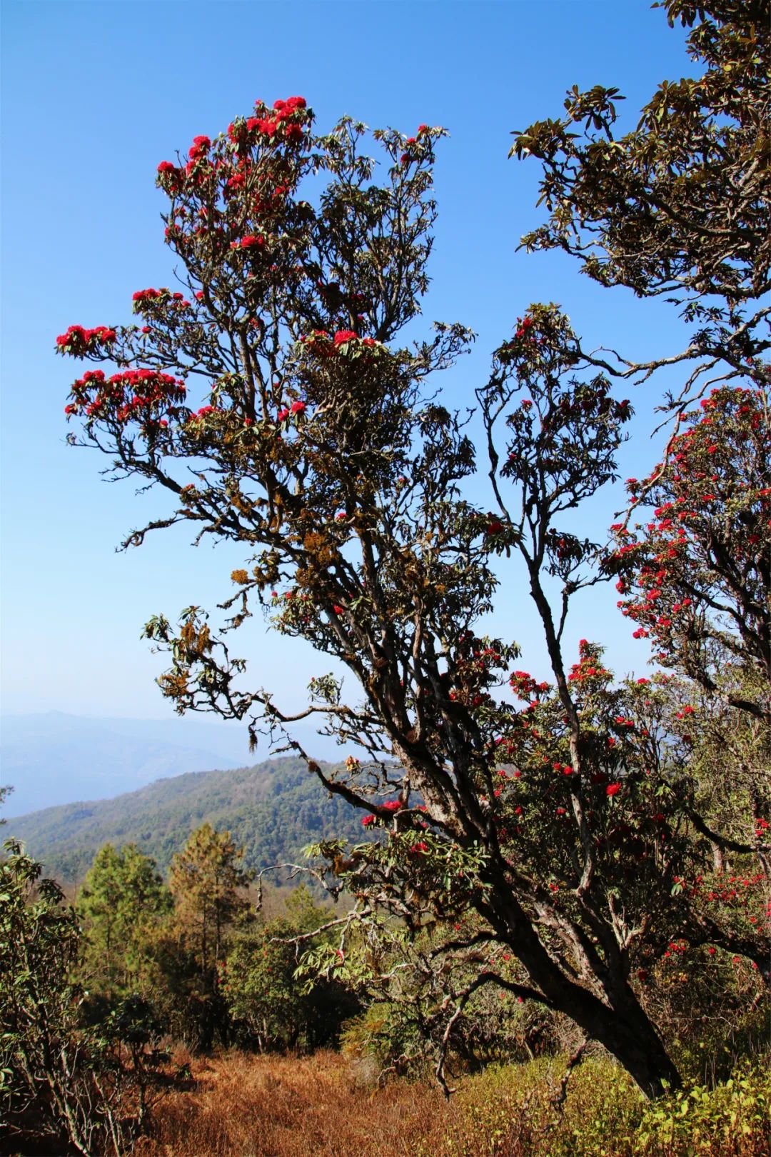 巍山断山花开正浪漫