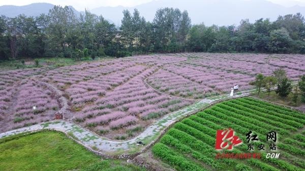 东安:南溪花海粉黛盛开游客来