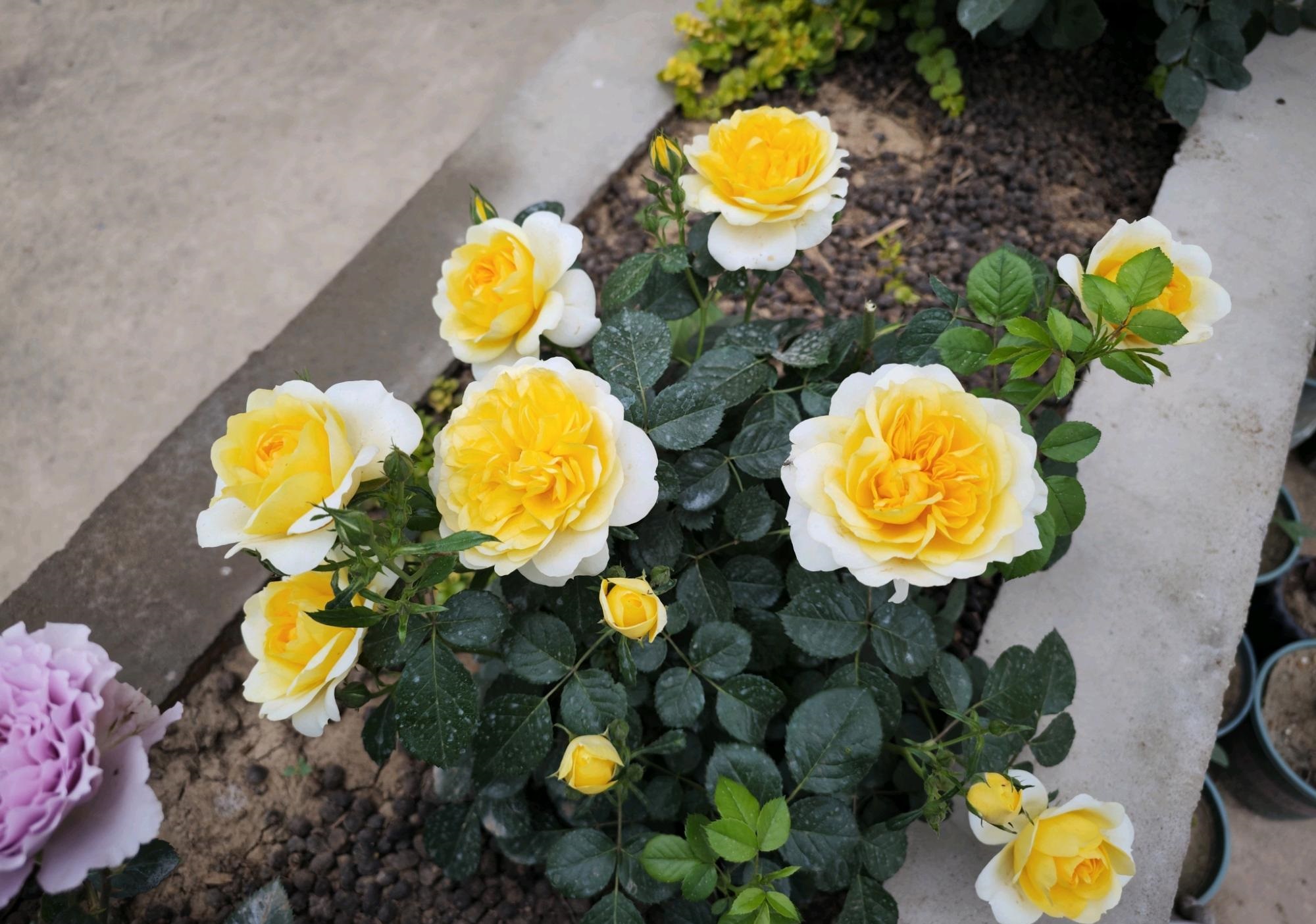 微型月季"新宠"—黄果汁阳台,丰花勤花,又美又香,刺少抗性强