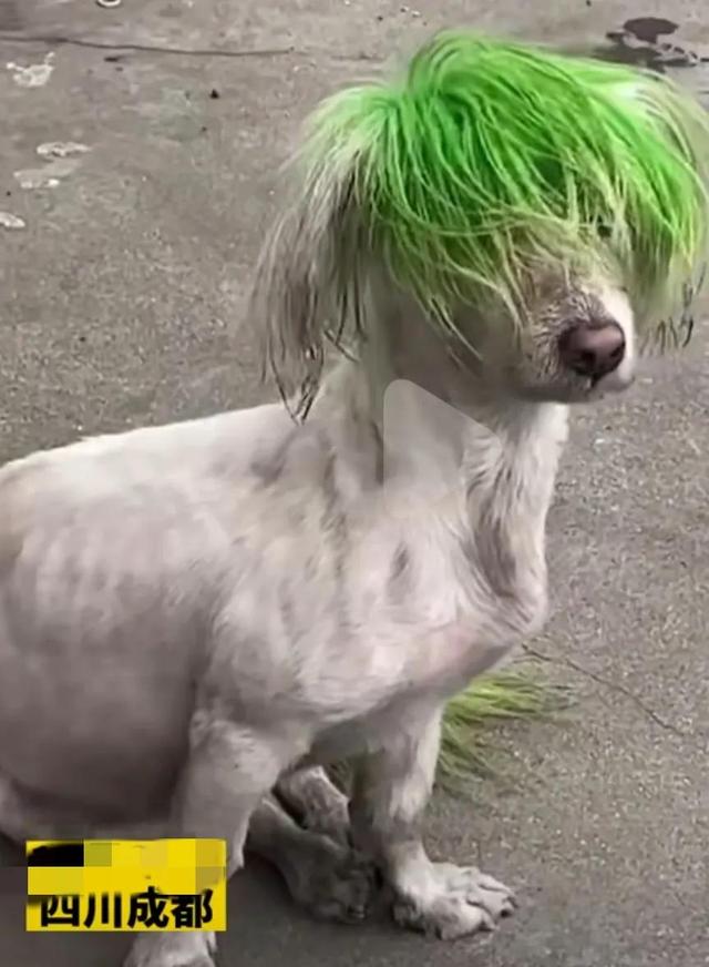 非主流的风也吹到了狗狗界?成都一狗狗头染绿毛走红网络