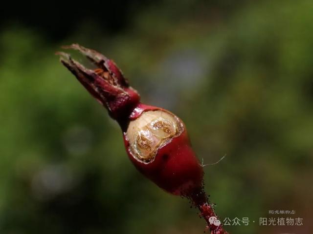 长白蔷薇,小猴脸一个,古灵精怪的