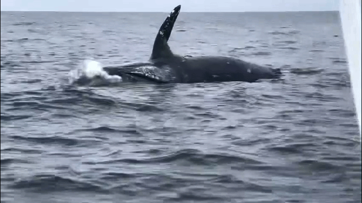 27吨重的座头鲸尸体搁浅在纽约海边,身上出现出人为伤害的痕迹