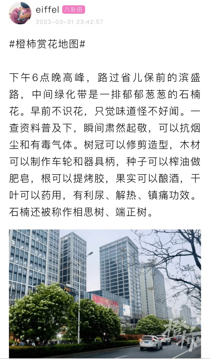 石楠花誉为"最污花",味道不同寻常,为什么还要广泛栽种?