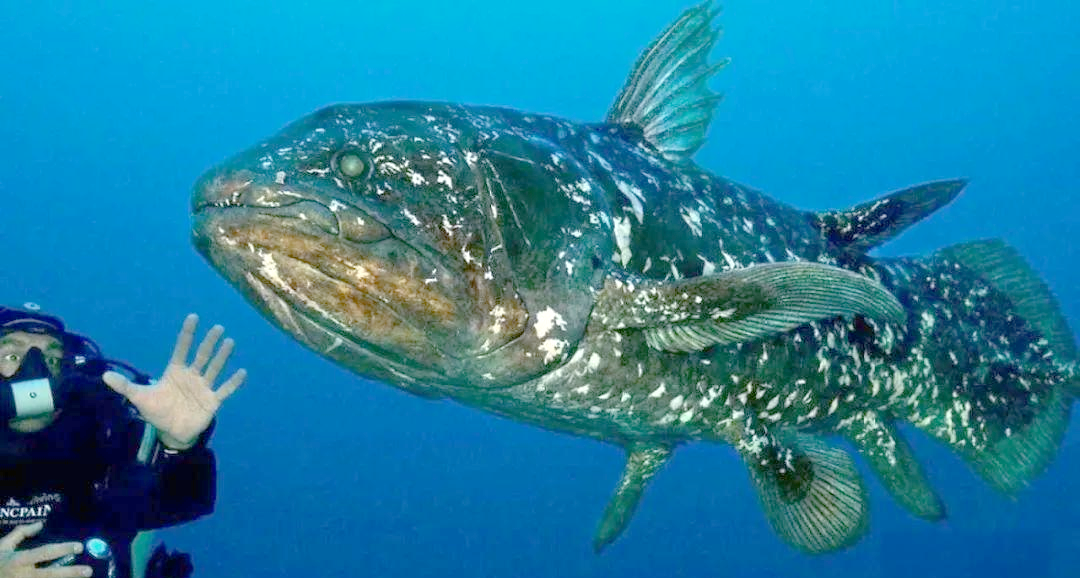 超级"活化石"腔棘鱼:打破纪录的长寿奇迹