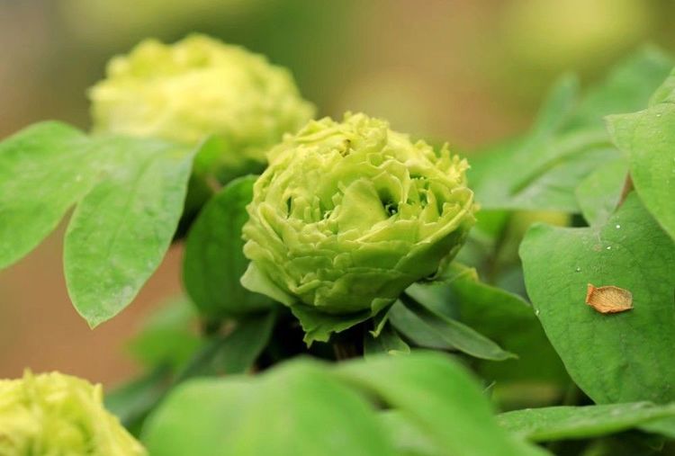 春柳牡丹乍绿又白,好像柳叶飘絮,宛若雪到柳梢