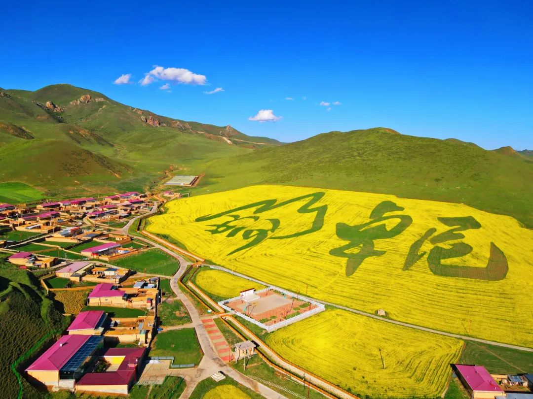 卓尼: 万亩油菜长势喜人,丰收在望,成为秋收图中最靓的风景线