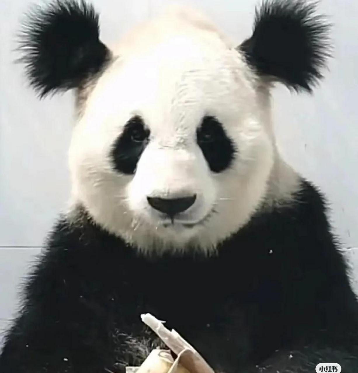 这个炸毛耳朵的大熊猫小丫,大家一定还记得吧,我们笑称她有两把刷子.