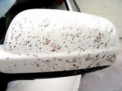 —车身上的虫子尸体要及时清理,干了洗不掉!