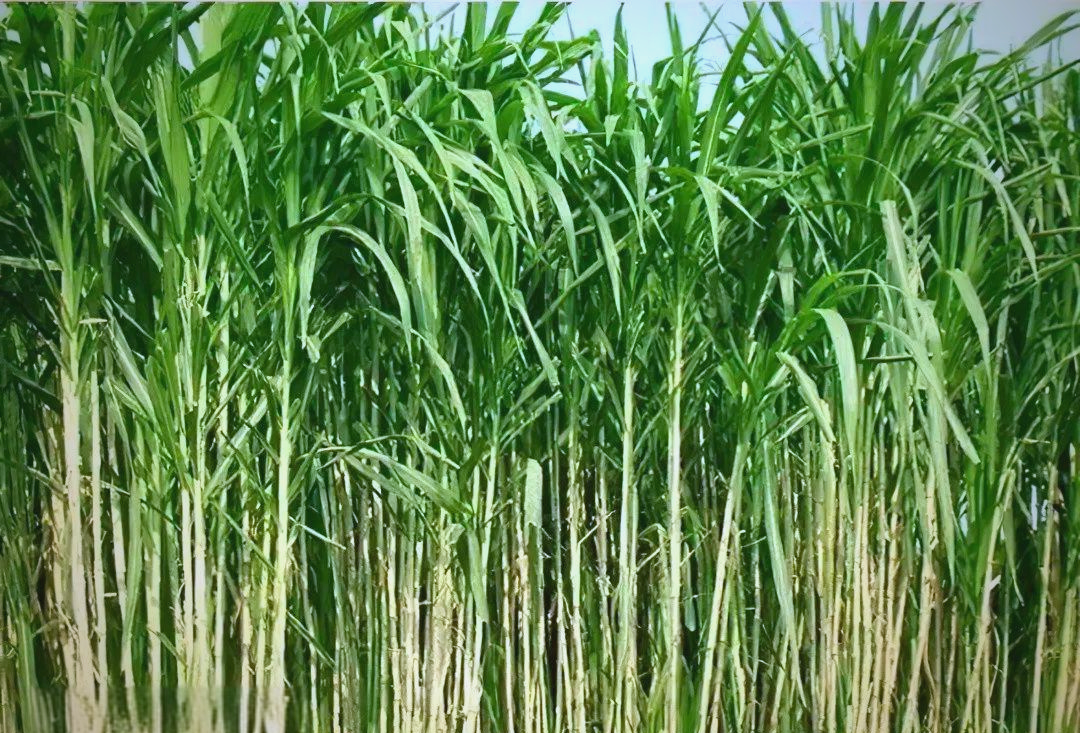 皇竹草的营养与生长优势,生态建设新宠