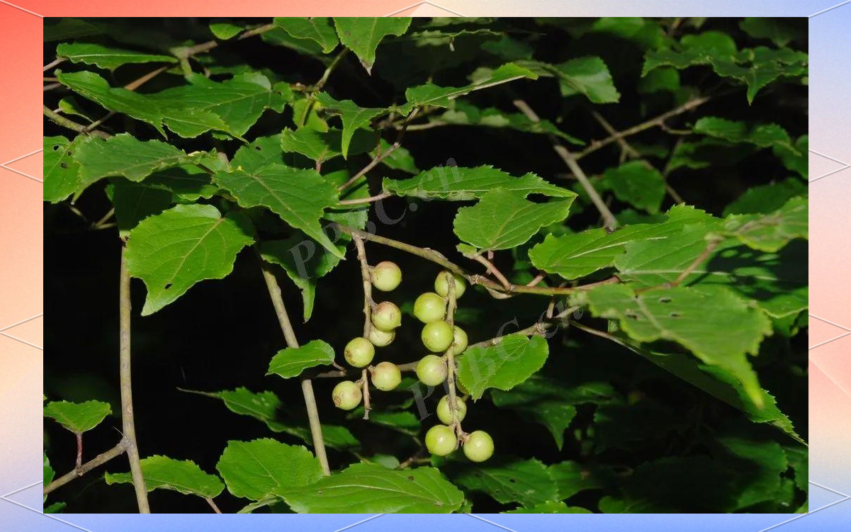 小通草:山上的良药,乳汁不通,小便不利的救星