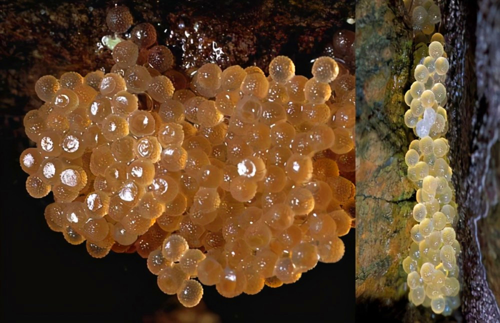 翻车鱼每次产卵3亿枚,为何是易危生物?因为它被海豹啃食都不跑