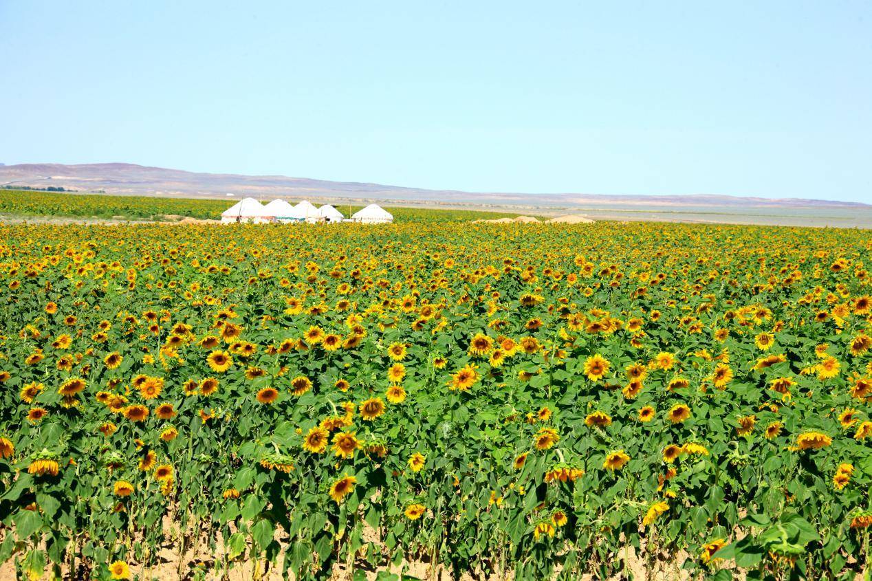 七彩富蕴,蝶变焕发新活力