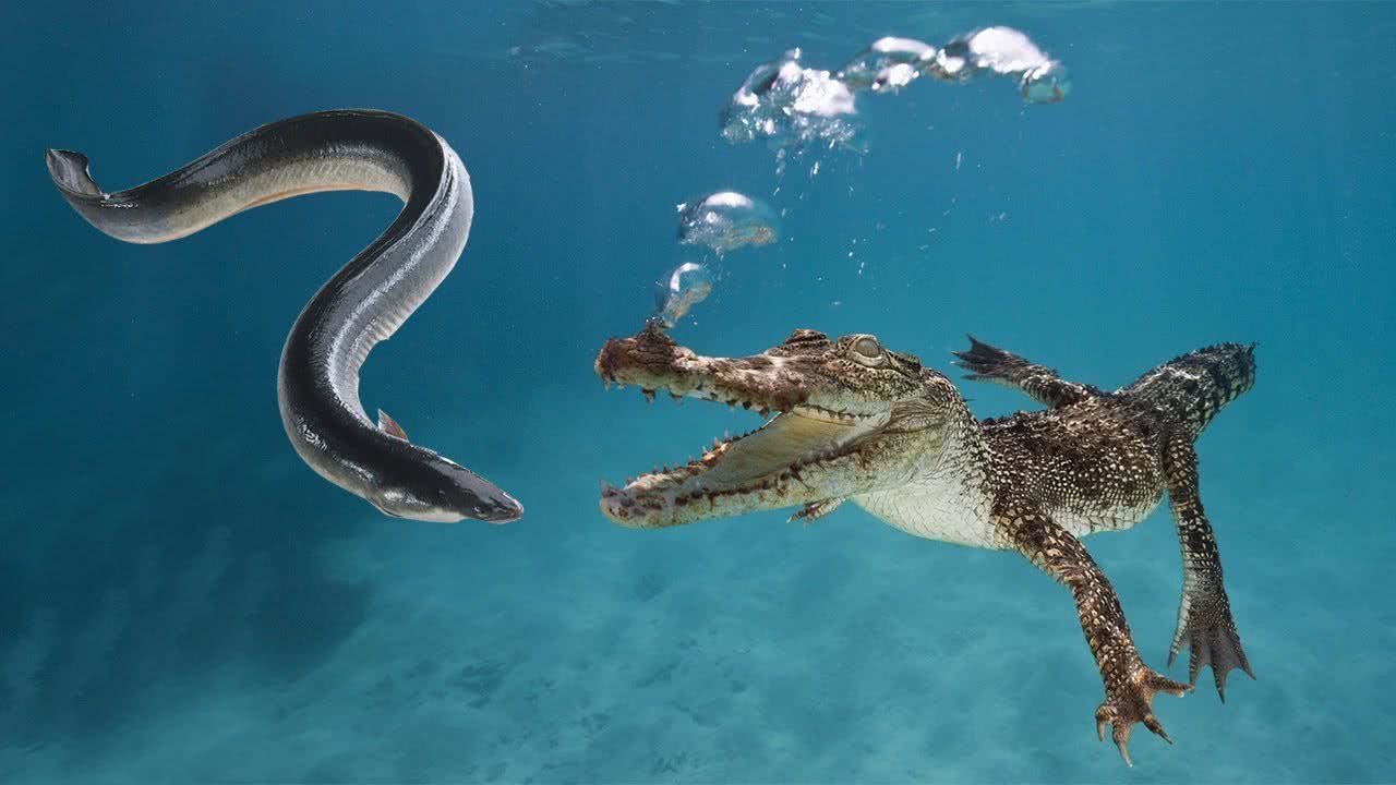 电鳗进化两亿年,淡水中无惧鳄鱼,最终败给了仅进化百万年的人类