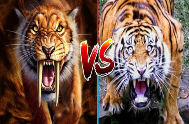 剑齿虎vs东北虎古狮图片