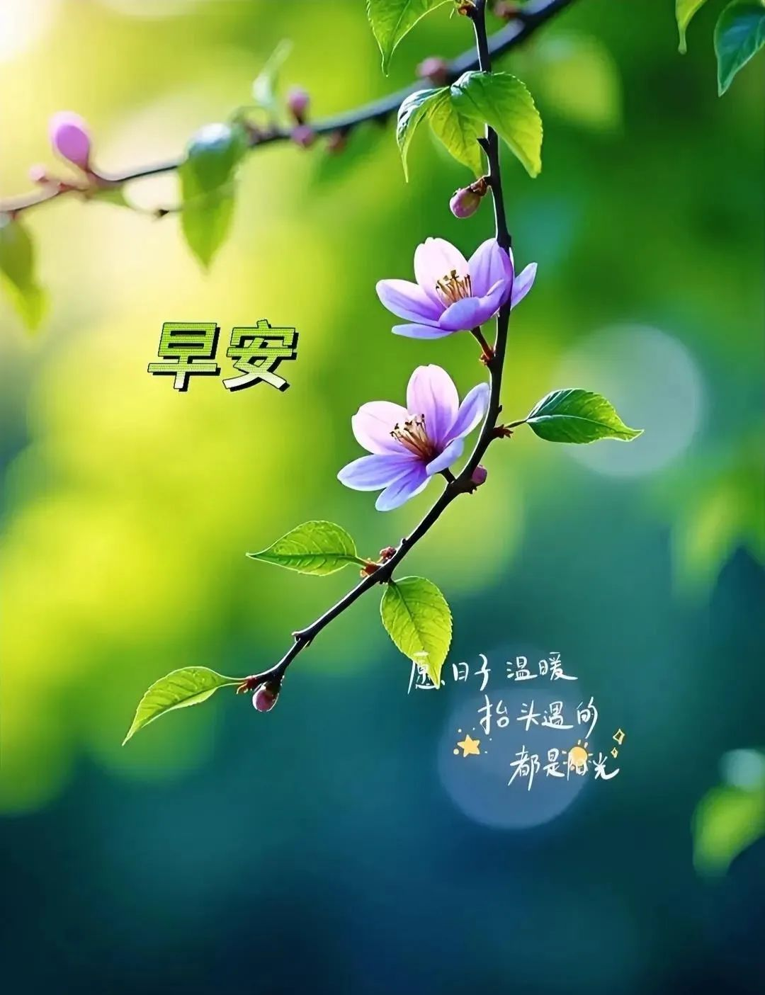 多张温馨早安图片,点亮你的清晨时光!