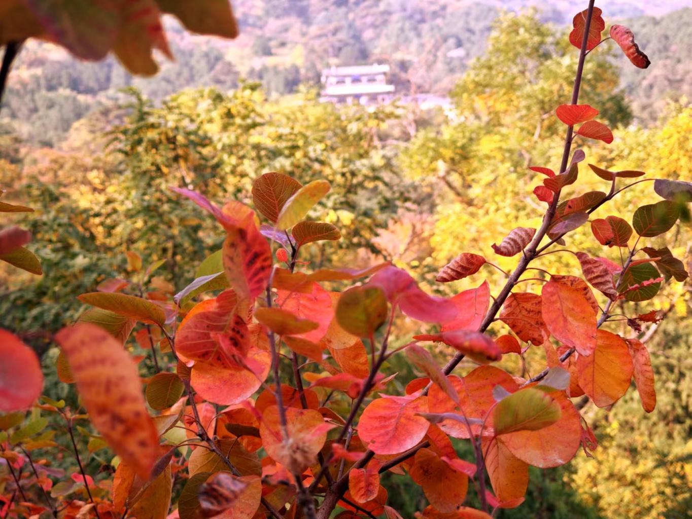 香山公园红叶图片