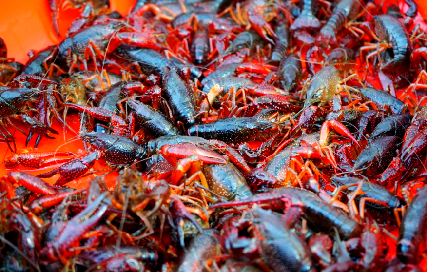 江苏盱眙小龙虾:从田间到餐桌的鲜美之旅