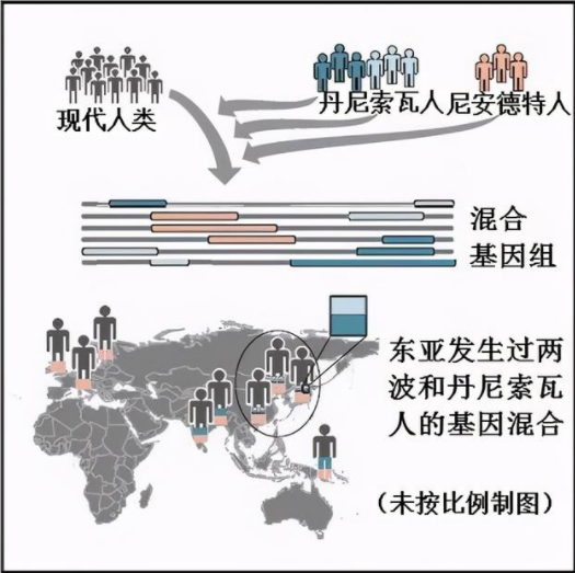 各色人种为什么可以自由繁衍后代