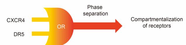 【科技前沿】李丕龙/杜娟娟课题组合作开发相分离"仿生"蛋白体系