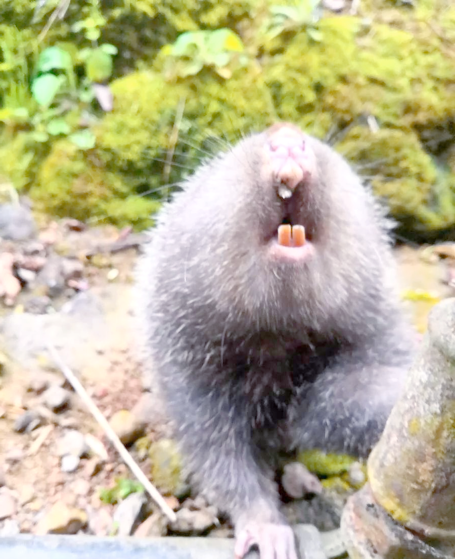 竹鼠的铁齿铜牙之旅