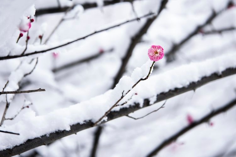 「每日一景」湖北随州:雪中梅花凌寒开