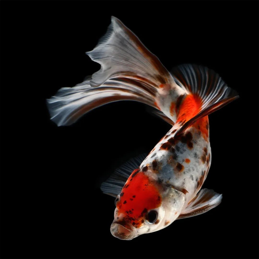 揭秘!八十八年前上海的金鱼展览会