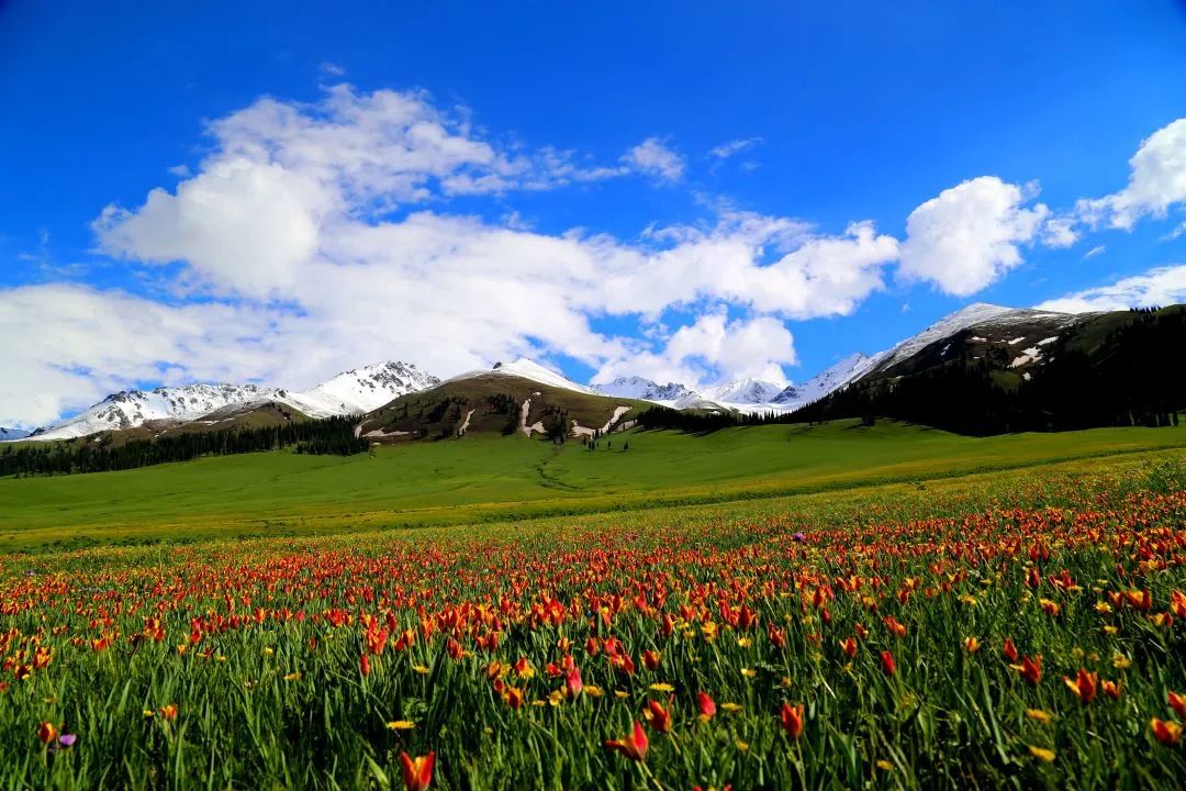 新疆花海的最佳代言从春天一直美到