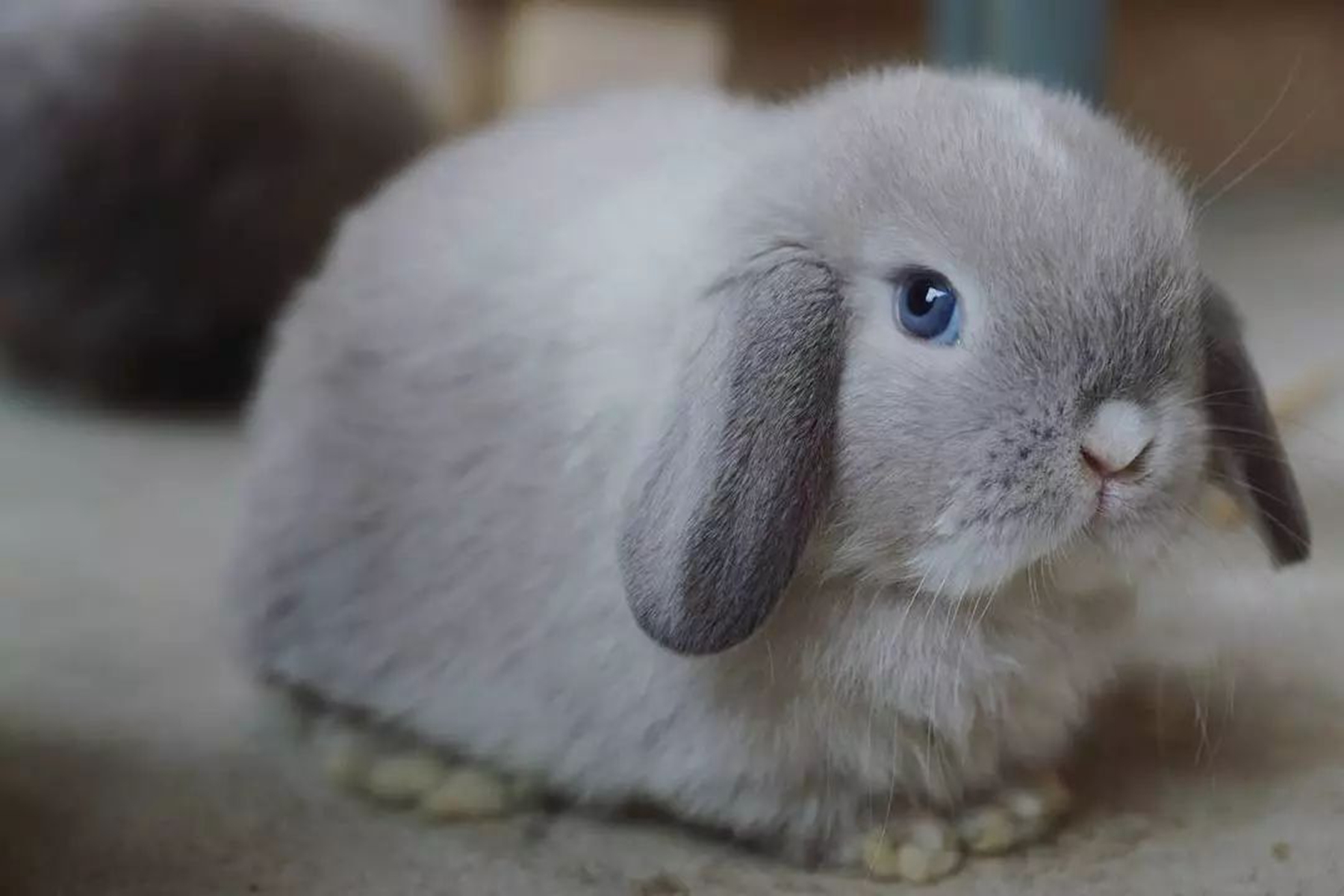 兔子侧躺说明什么?它们几岁可以繁殖?