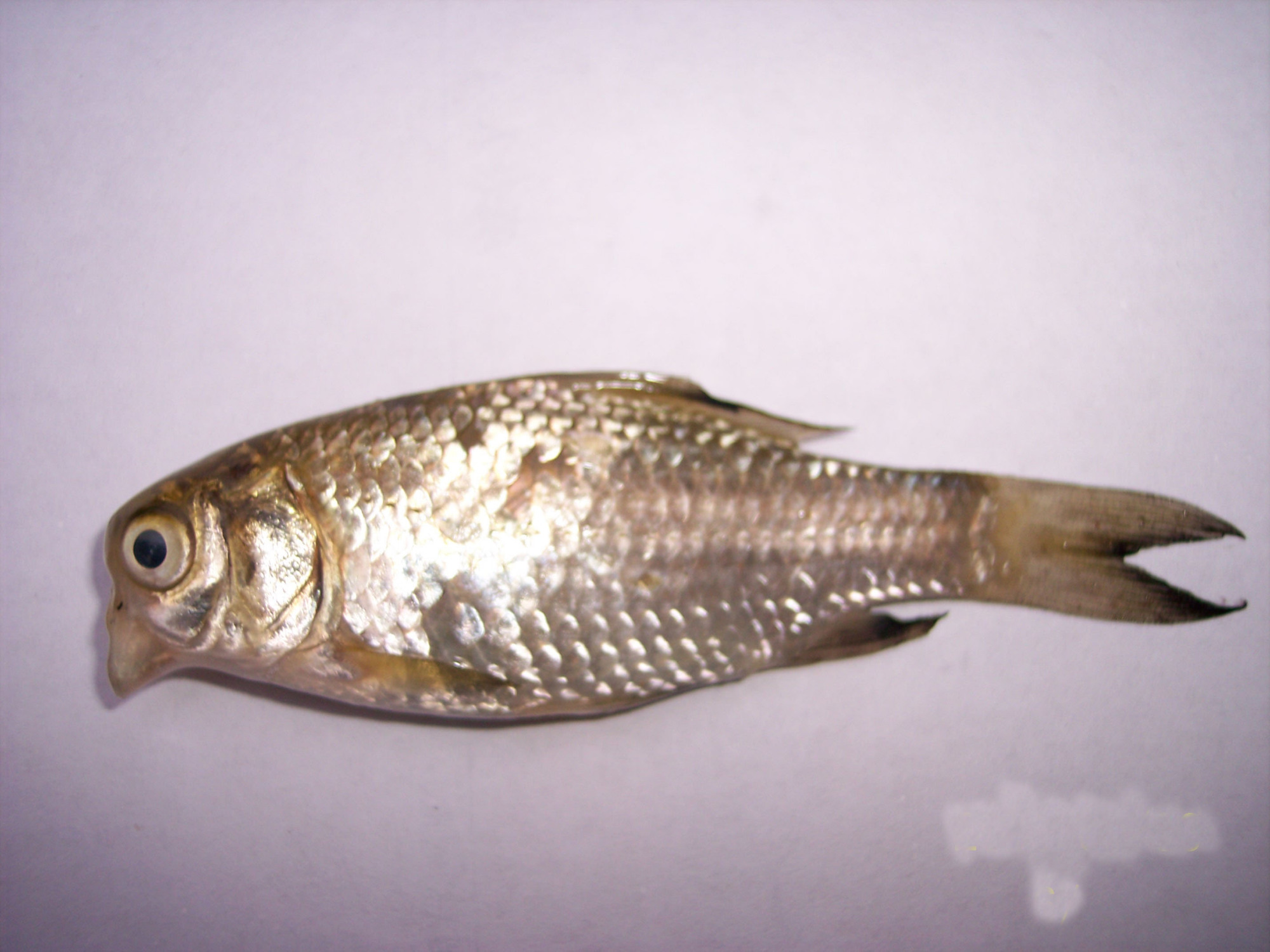 惊!鸟头鱼,最正经的鸟头鱼!