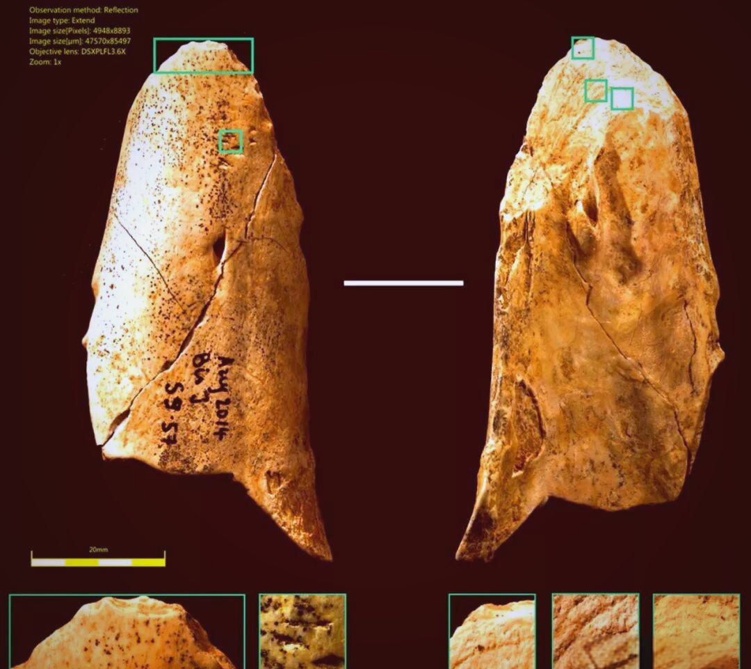 气候变化下的尼安德特人灭绝:发现与研究