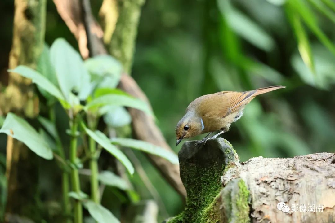 褐胸山鷓鴣,白眶斑翅鶥……看這位攝影師鏡頭裡的鳥鳴嚶嚶