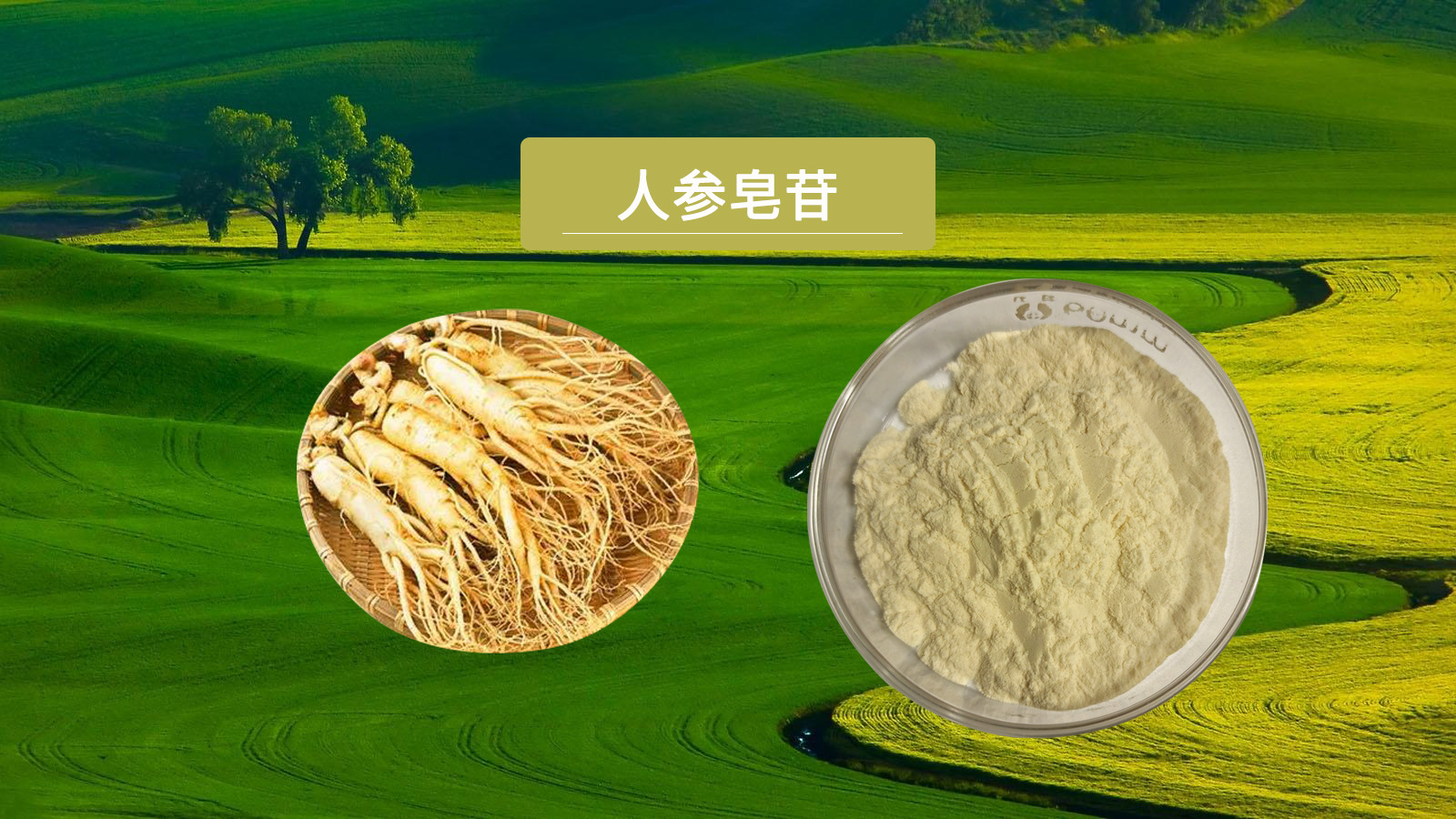 增强免疫力,人参植物干细胞为全民健康助力