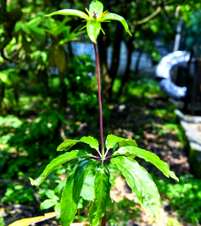探索蛇毒的解药：认识七叶一枝花这种植物