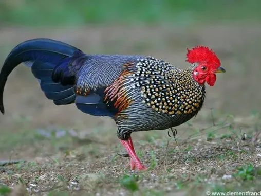 好吃?让我们把它从东南亚的丛林里抓进院子,变成食物