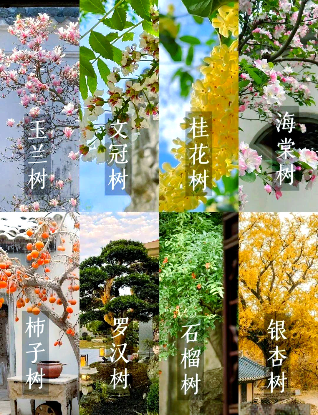 庭院种植的吉祥旺宅树,你家还有哪些没种?