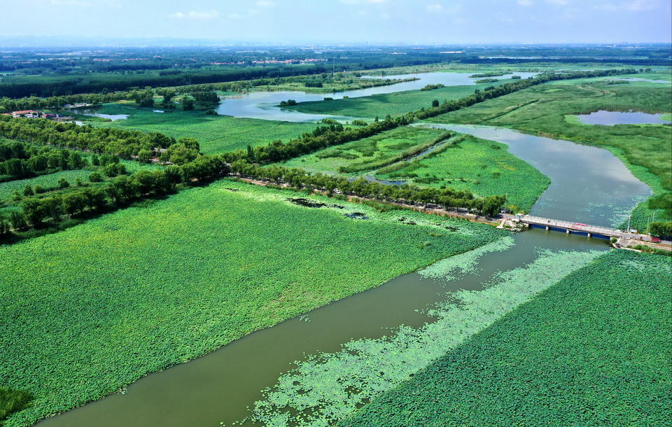 航拍章丘白云湖万亩红荷,入伏后千万朵荷花随风摇曳美丽动人