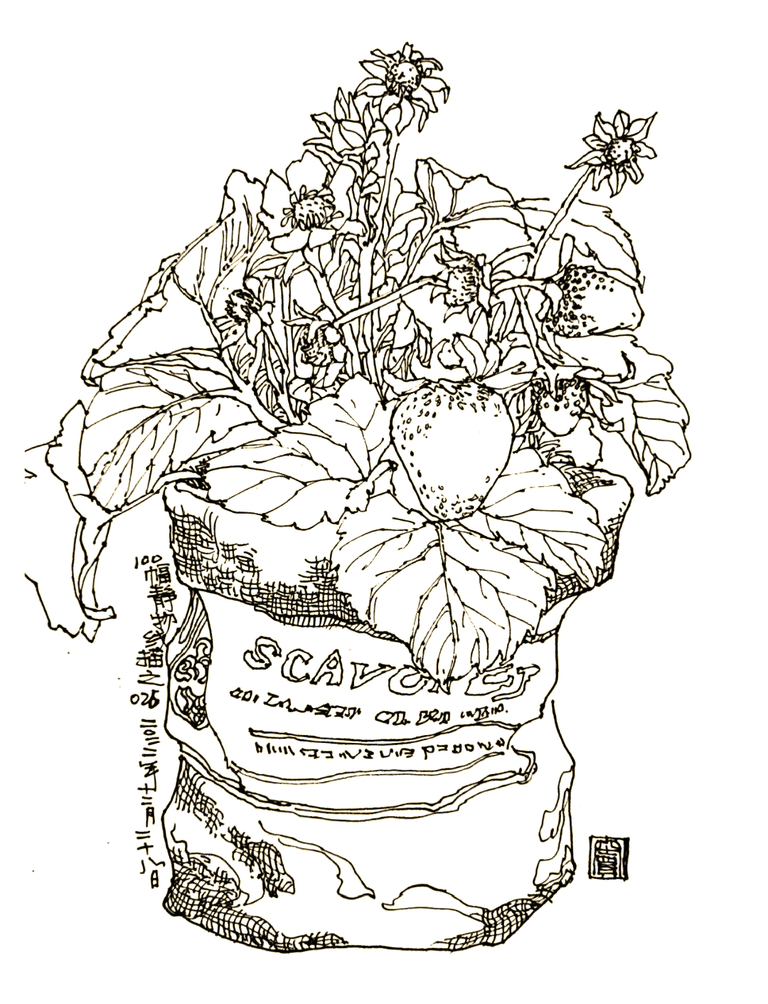 100幅钢笔画静物,让生活更美好