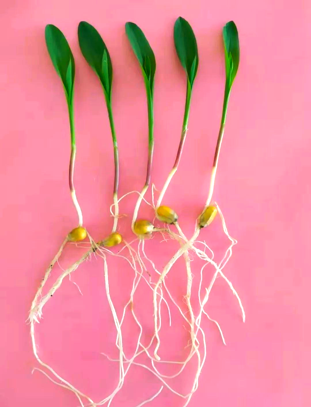 玉米发芽的多个阶段照片,详细展示生长过程