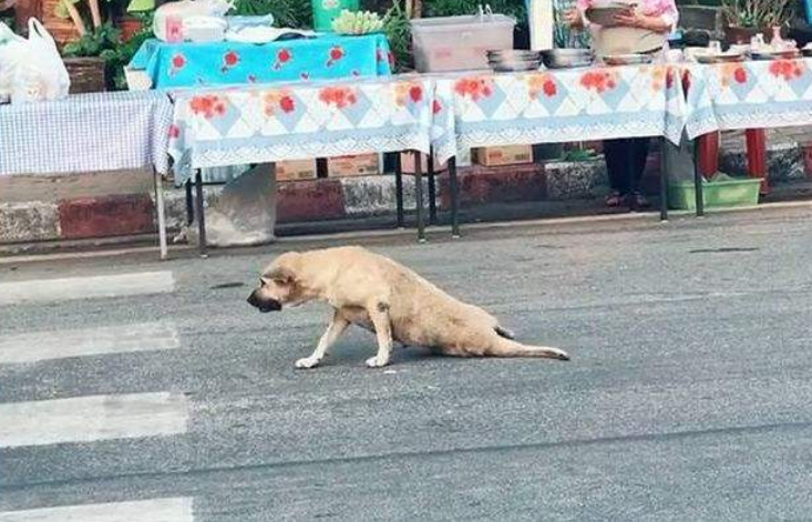 被拖着走的狗搞笑图片图片