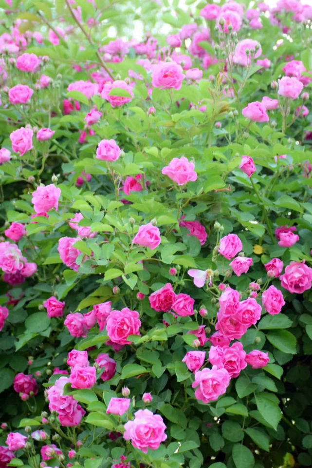 花开成瀑!秦皇岛十余处「蔷薇花墙」盛放,解锁初夏的浪漫