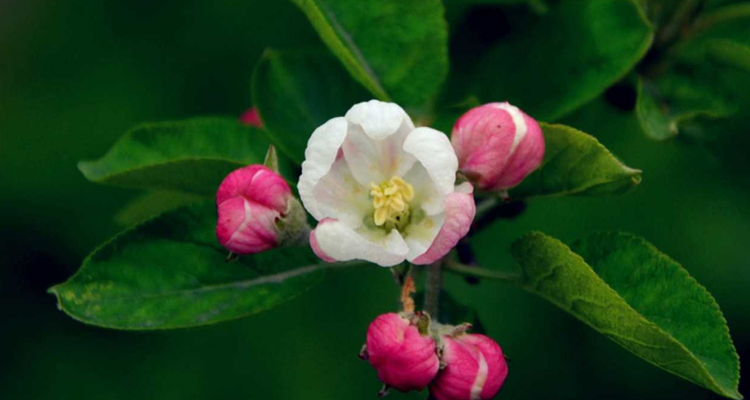 苹果树上仅有花骨朵是苹果花期吗