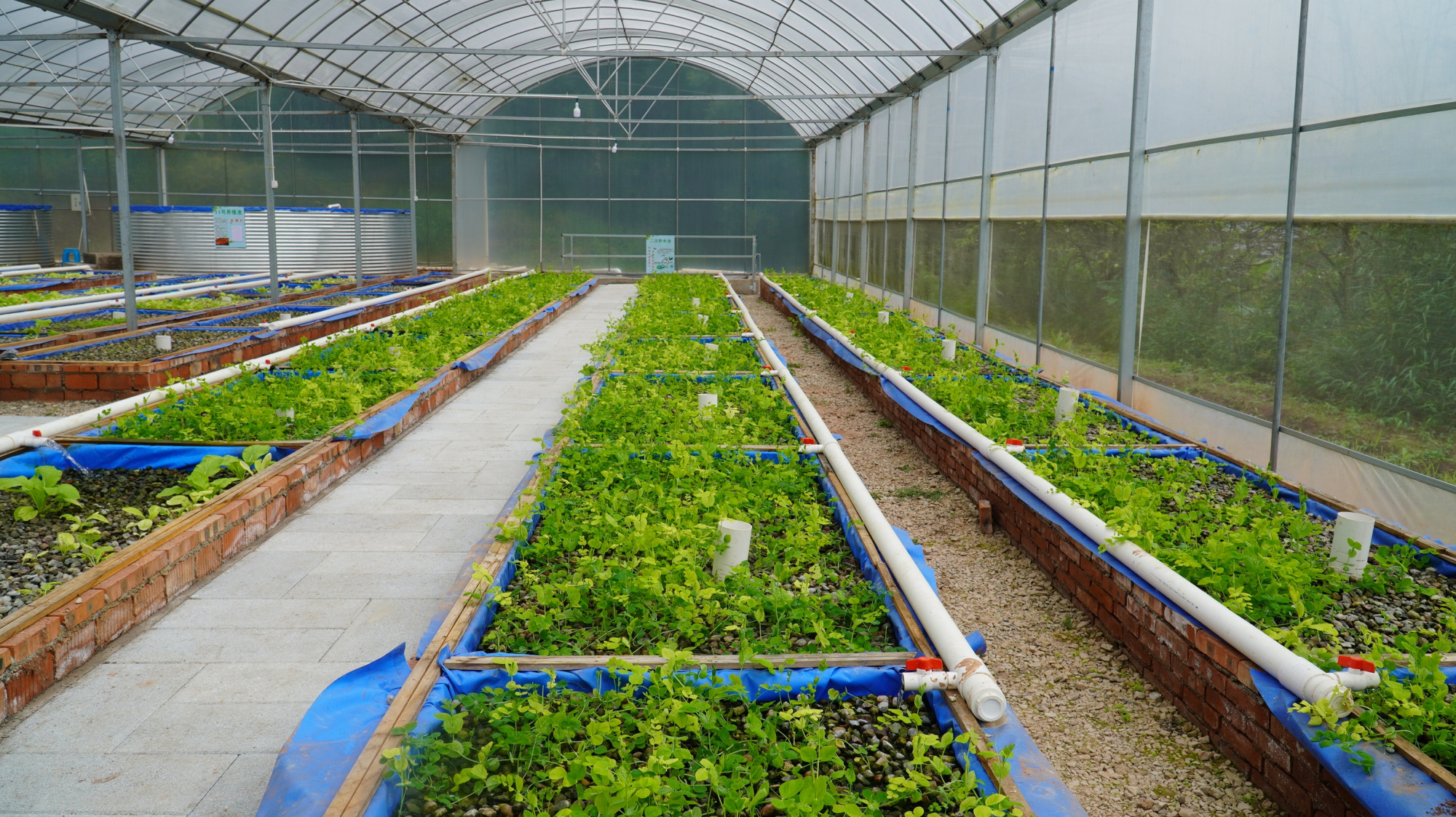 大兴镇探索"鱼菜共生"农业新模式