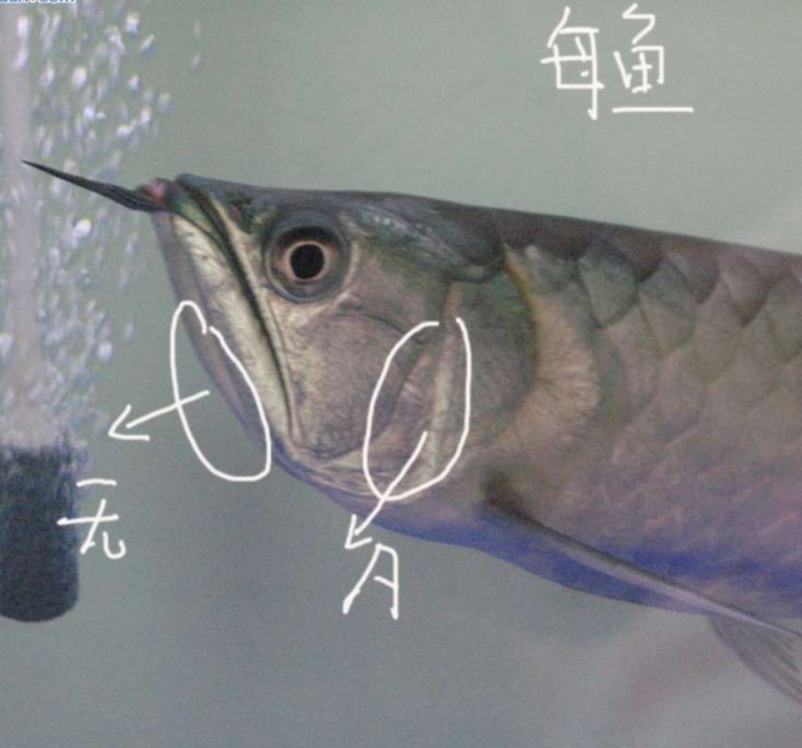 帝龙渔业|龙鱼怎么分公母