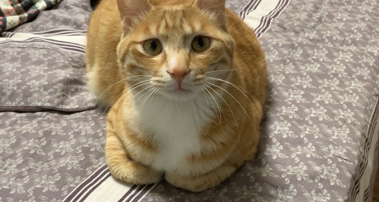 大菊猫是什么品种