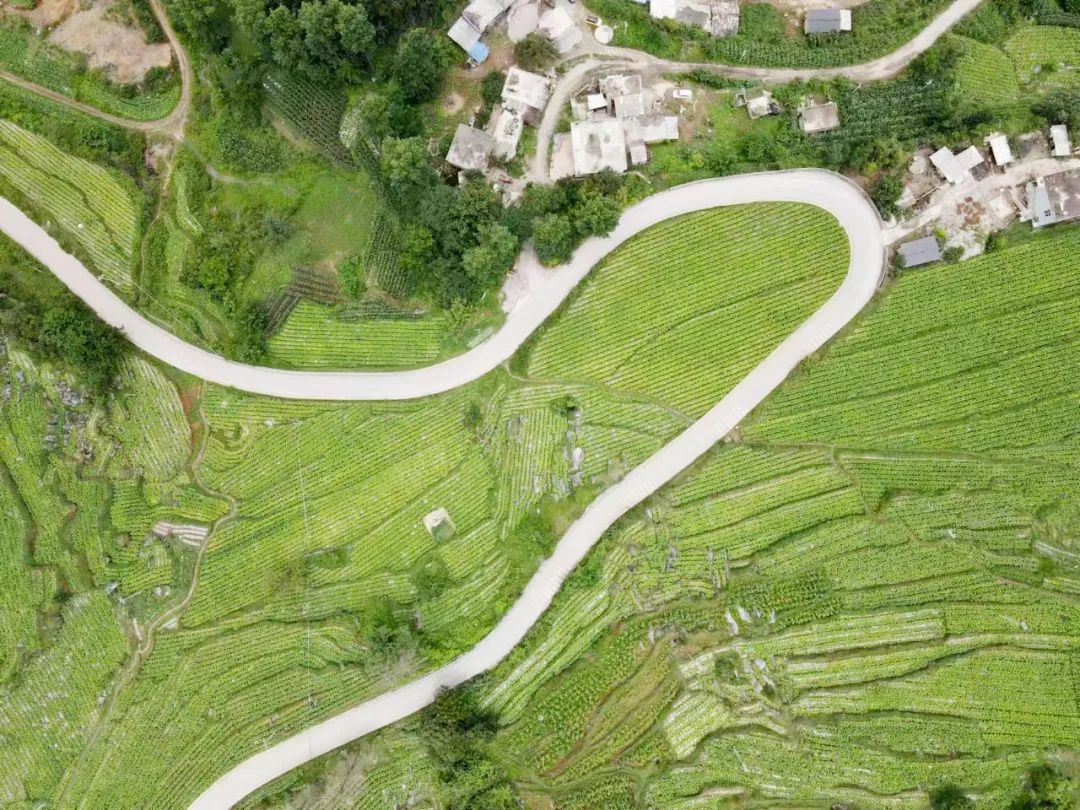 威宁自治县兔街镇:首采"黄金叶" 烟农"赶烤"忙