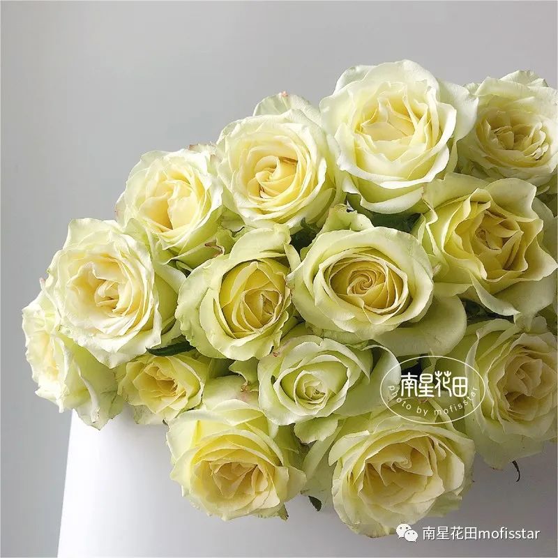 绿韵玫瑰 · 别致红配绿