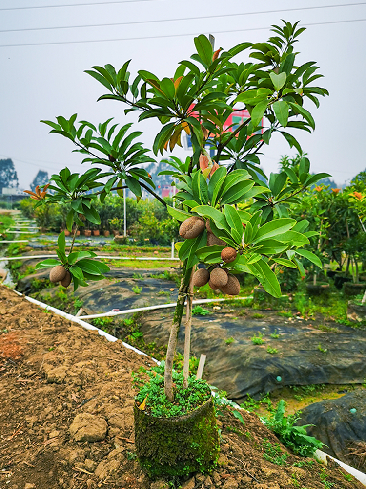 秋季人心果施肥攻略:打造丰收果实与茂盛树势