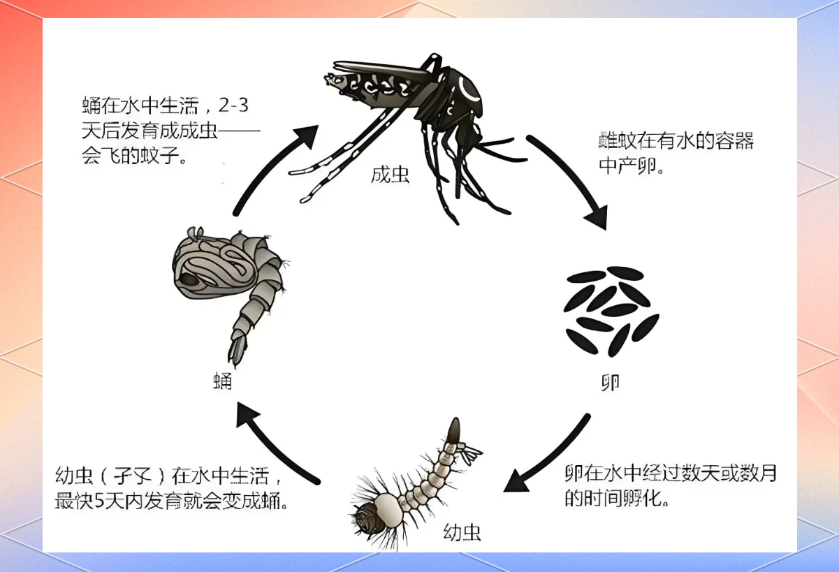 白纹伊蚊:特征,危害及防制指南