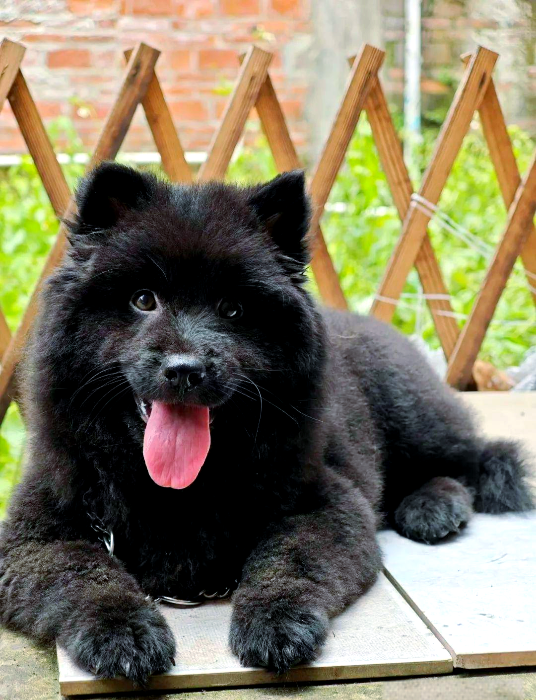 五黑犬 -五黑犬,这一身披黑色毛发的中华田园犬