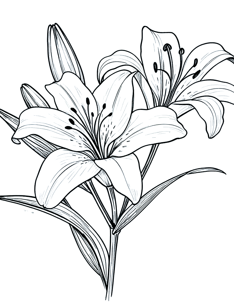 多种常见花朵的简笔画黑白线稿创作技巧